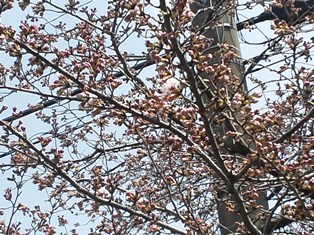 家の前の桜