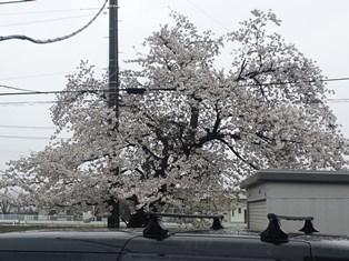 桜も落ちてしまいそう