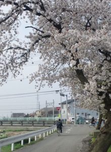 桜の木の下を新中学生が通り過ぎて行きました