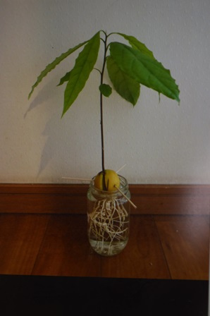 アボカド アボカド