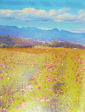 鼻高展望花の丘