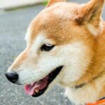 動物は歯磨きをしなくても虫歯にならない?